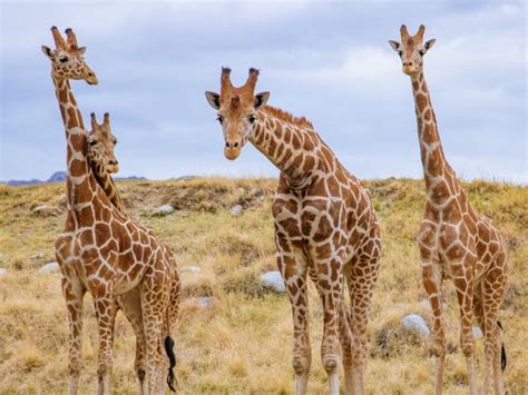 New Summer Hours Announced At Living Desert Zoo | Palm Desert, CA Patch