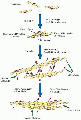 Fibrinogen Structure and Function | Oncohema Key