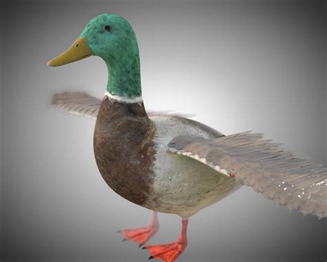 Duck - 3D Model by 3dstudio