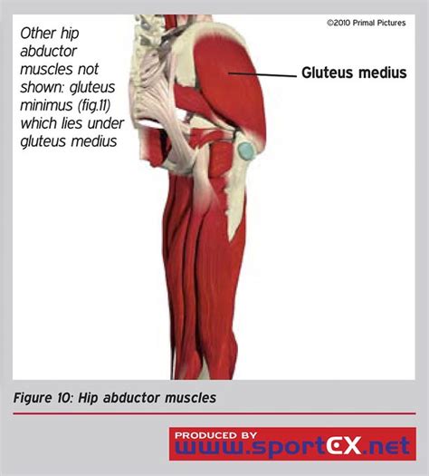 Hip abductor muscles | Flickr - Photo Sharing!