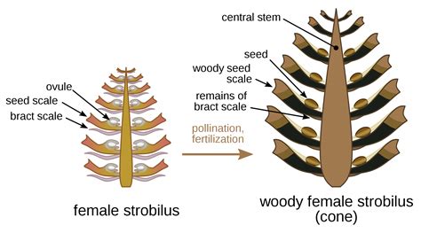 Diagram Of A Cone From A Conifer