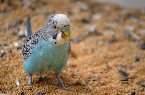 Blue Budgie Free Stock Photo - Public Domain Pictures