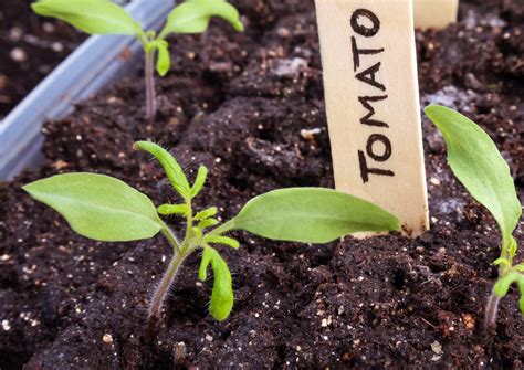 Tomato Seedlings