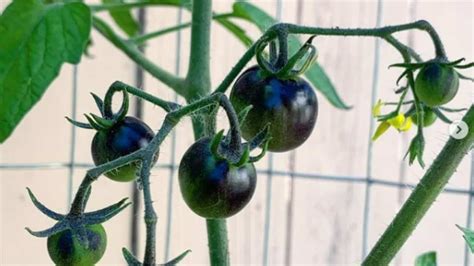 Midnight Snack Tomato Plant Care - A Definitive Care Guide