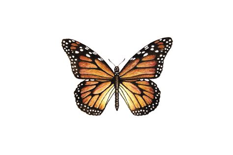 Monarch Butterfly Paintable Project Digital Download | Monarch butterfly tattoo, Butterfly ...