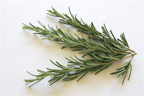 Rosemary Seasoning Kraeuer - Free photo on Pixabay - Pixabay