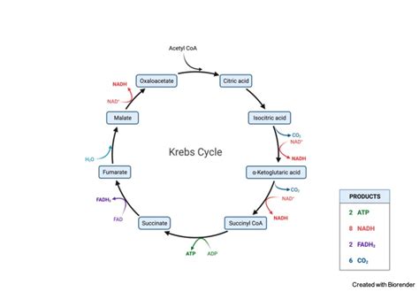 Krebs Cycle: Definition, Diagram, Steps, and Mechanism I NotesBard