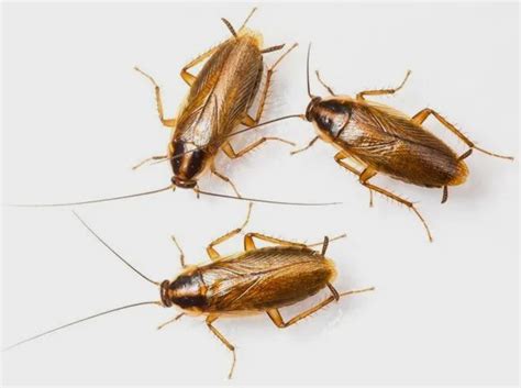 Cockroach Identification, Prevention, and Extermination