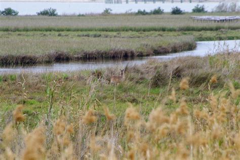 Aransas National Wildlife Refuge - Port Aransas 1streetover