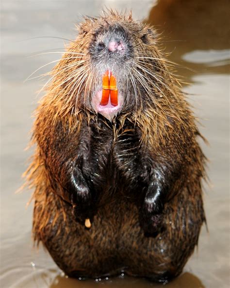 Muskrat? | View On Black | Shannon Eck | Flickr