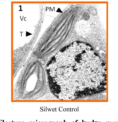 Figure 1 from Effects of Myrothecium verrucaria on Ultrastructural Integrity of Kudzu (Pueraria ...