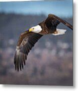 Soaring Bald Eagle Photograph by Judi Dressler | Pixels