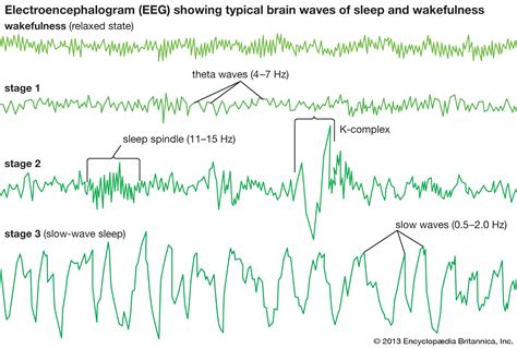 Pin by Augustus on Brains | Brain waves, Slow wave sleep, Waves