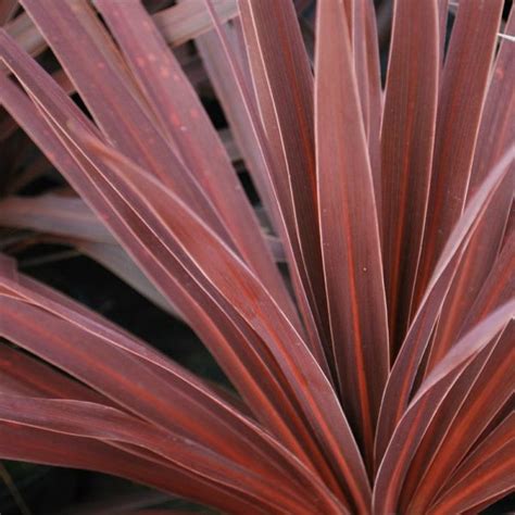 Cordyline Red Star - VerdeGo