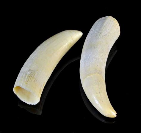 Two marine ivory sperm whale teeth. Lengths 9.8 cm & 11 cm - Decorative ...