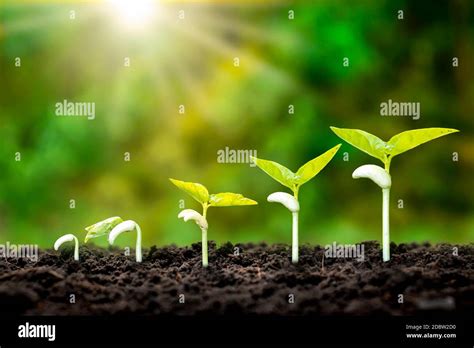 The sequence of seedling development of plants grown on the ground ...