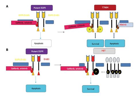 Tyrosine Kinase Inhibitors