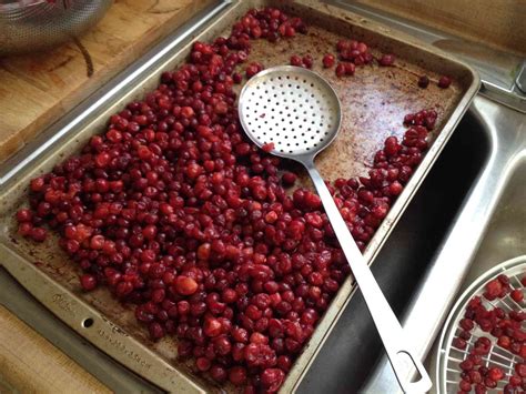 Dehydrating Cranberries with a Food Dehydrator - Financial Forager