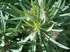Kleinia neriifolia - Wikimedia Commons