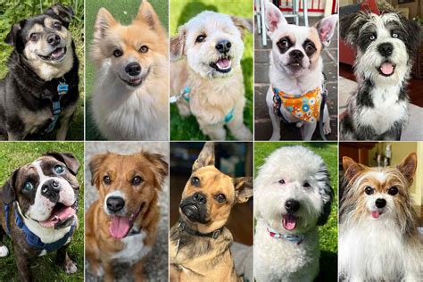 Meet the Finalists of the World's Cutest Rescue Dog Contest