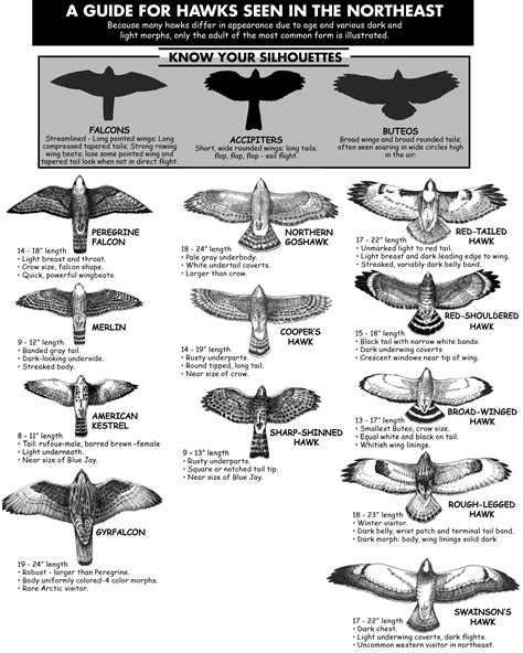 hawks of the northeast | Backyard birds, Birds of prey, Beautiful birds