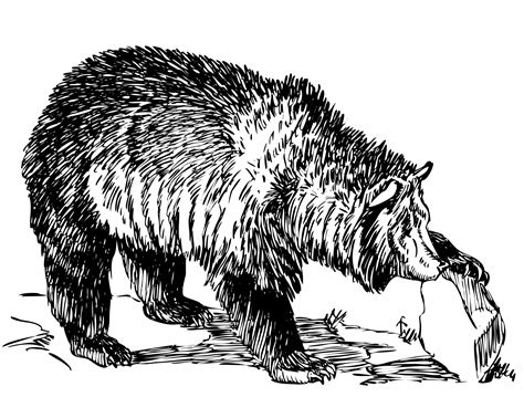 Grizzly Bear Illustration Clipart Free Stock Photo - Public Domain Pictures