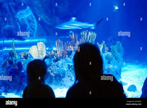 Benalmadena tourists visit the deep sea aquarium of the Seaworld centre ...