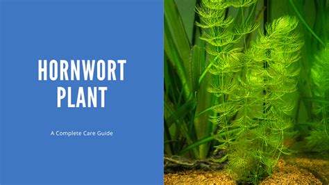 Hornwort Plant - A Complete Care Guide - AquariumStoreDepot