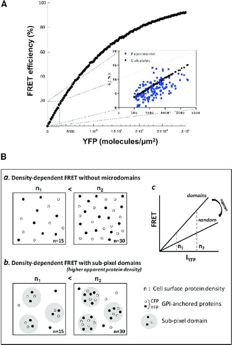 FRET Efficiency Increases with Increasing Molecular Density of ...