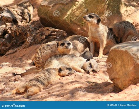 Meerkat family stock photo. Image of sleeping, wildlife - 589604