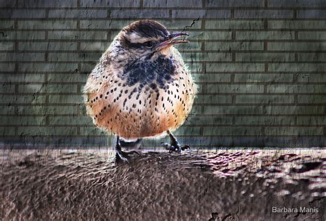 "Arizona State Bird" by Barbara Manis | Redbubble