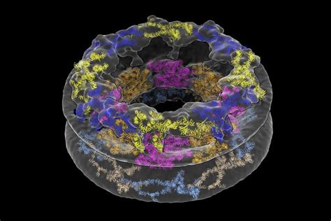 Nuclear Pore Complex: Cellular Environments Shape Molecular Architecture