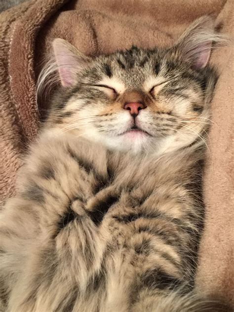 Smiling kitten | Kedi