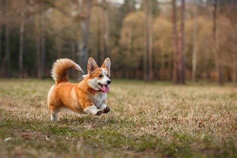 Is the adorable Pembroke Welsh Corgi the right dog for me? - K9 Web