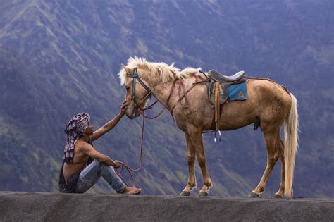 The Horse Man | Horses, Animals, Man