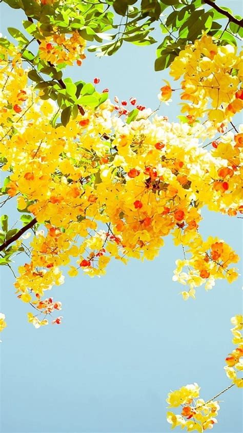 Yellow Flowers, bonito, flower, life, love, nature, nice, sky, HD phone ...