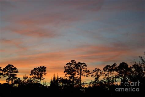 Pine Tree Sunset Silhouette Photograph by William Brown