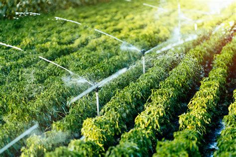 Importance of Agricultural Irrigation: 4 Irrigation Systems | Woofter Construction & Irrigation