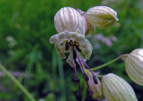 Silene vulgaris (Caryophyllaceae) image 90641 at PhytoImages.siu.edu