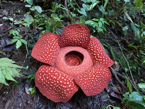 Rafflesia Arnoldii