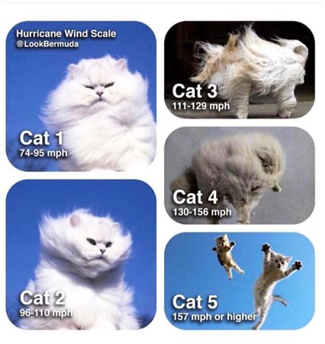 Hurricane Cats | Hurricane memes, Funny cat memes, Funny animal pictures