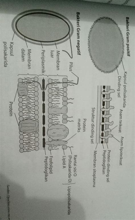 Jenis Bakteri Gram Positif Dan Negatif