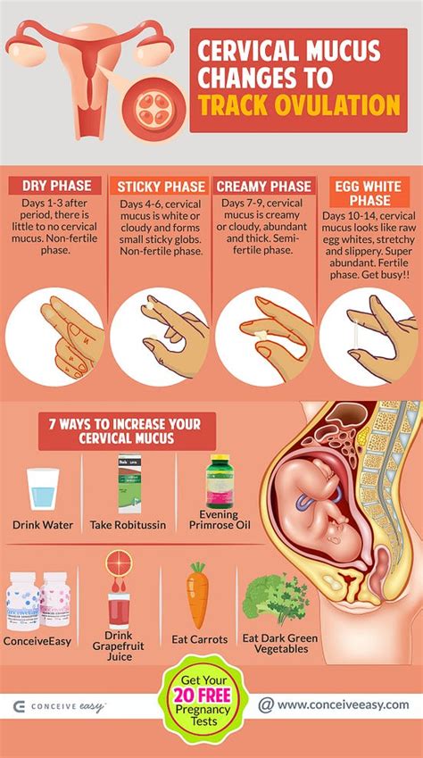 How to Track Ovulation with Cervical Mucus Changes Infographic | by ...