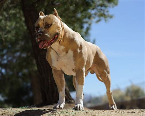 Top 15 Strongest Dog Breeds in the World | Canine Weekly | Pitbulls ...