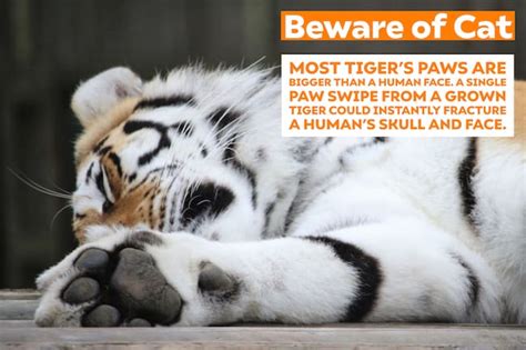 17 Tiger Fun Facts To Learn About The Biggest Cat | Listcaboodle