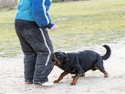 Premium Photo | Young rottweiler training for protection sport and police