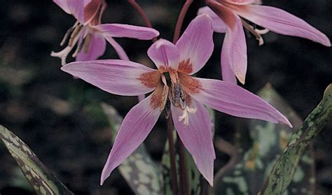 Erythronium dens-canis