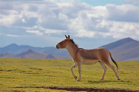 Kiang Walking, Qinghai-tibet Plateau, Qinghai Province, China ...