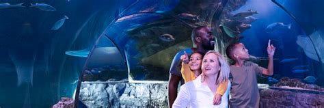 Florida Resident Discounted Tickets | SEA LIFE Orlando Aquarium