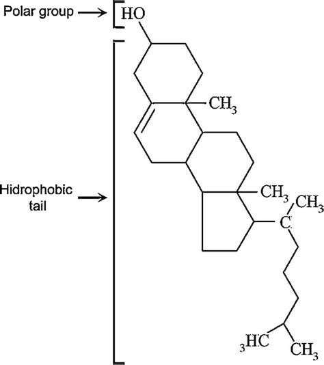 Understanding the role of cholesterol in cellular biomechanics and ...